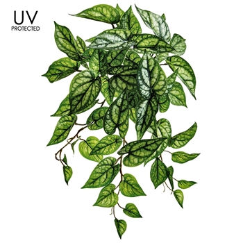 Pepperomia - Variegated Hanging Plant 18IN - UV Protected - PBP118-GR/TT