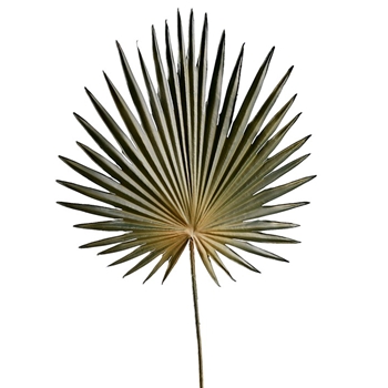 Palm Leaf - Fan - Olive Green 30in - FSP055-GR