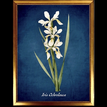 14W/18H Framed Glass Print  E  Azure Japanese Iris - Beaded Vintage Gold