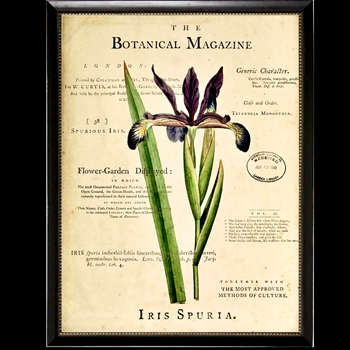 10W/12H Framed Glass Print - Botanical Magazine C - Iris - Black Beaded Frame