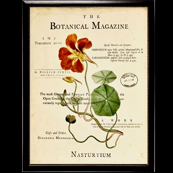 10W/12H Framed Glass Print - Botanical Magazine H - Naturtium - Black Beaded Frame