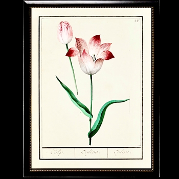 10W/12H Framed Glass Print - Tulips Plate I Beaded Black Frame
