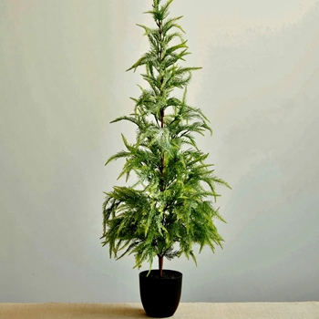 EVT - Tree - Weeping Cedar Potted 18x49h