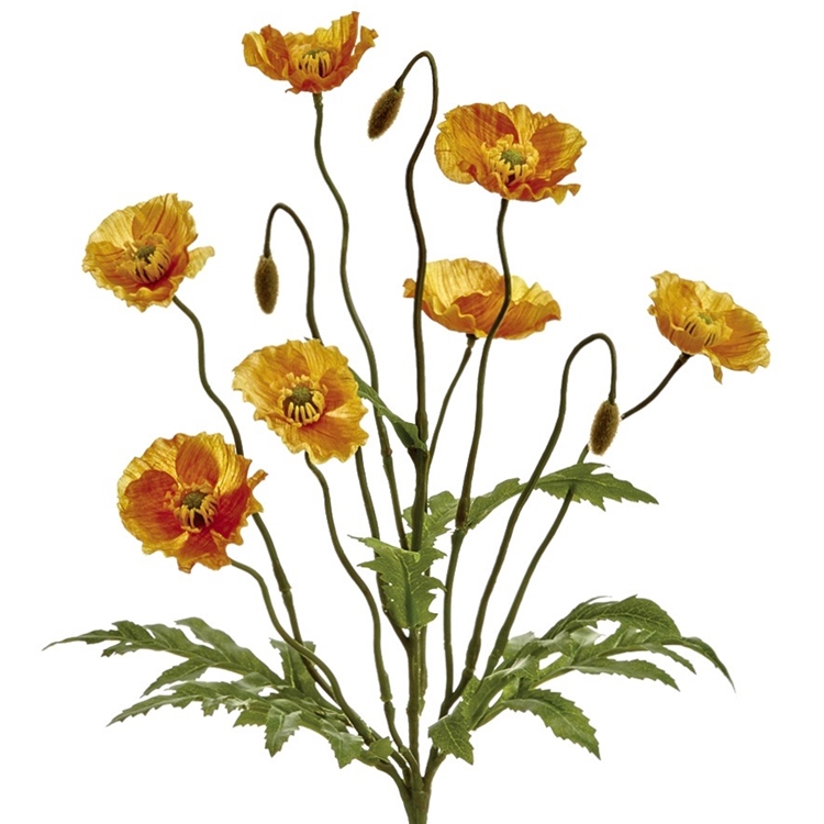 Poppy 287260.jpg