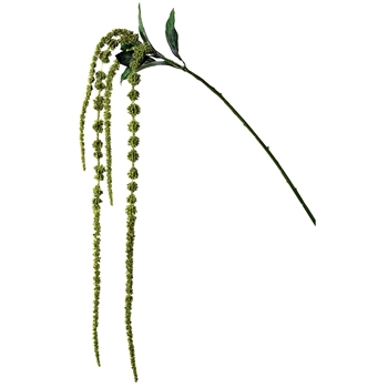Amaranthus - Hanging Kiwi 45in - GTA130-GR