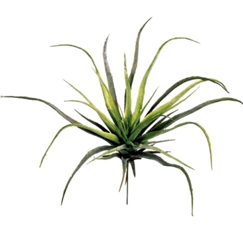 Succulent - Air Plant  Green 12IN - AA6752