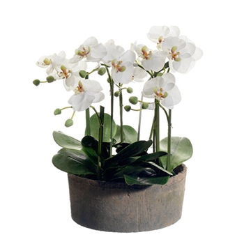 Orchid - Phalaenopsis Potted White Low 19in - LHO200-CR/GR