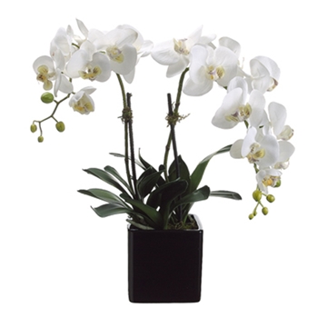 Orchid - Phalaenopsis White Double in Black SQ Pot 22in - LFO990-CR/YE