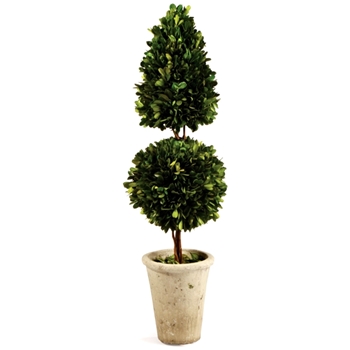 Boxwood Preserved - Topiary 8W/25H Ball & Cone