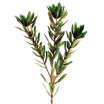 Protea - Leaf Spray Green 26in - GTP335-GR