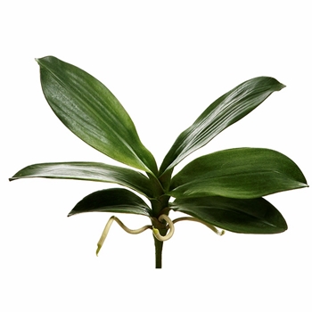 Orchid - Leaf Plant Phalaenopsis 6 Leaves 8in - JYL030-GR
