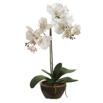 Orchid - Phalaenopsis Plant 20in - LFO310-WH