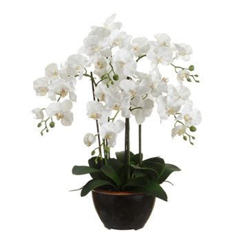 Orchid - Phalaenopsis Orchid White Potted 24in  - LFO314-WH