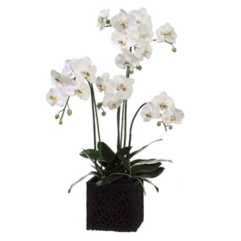 Orchid - Phalaenopsis Square Black Lace Pot 37in - LHO283-WH/GR