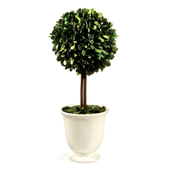 Boxwood Preserved - Topiary 1Ball 7W/16H White Ceramic Urn