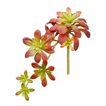 Succulent - Aeonium Cascade Coral 12IN - CA0188-BU/GR