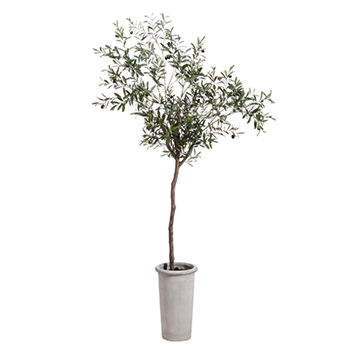 Olive Tree - 7.5ft Tall Rustic Pot - WT4928-GR