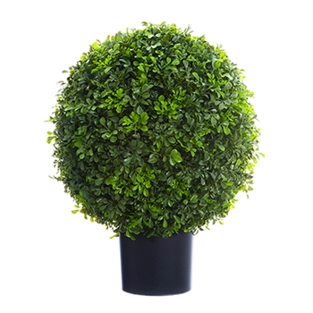 Boxwood Topiary 22in
