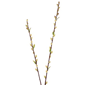 Pussy Willow 36in Spring Green Leaves - GTW845-GR