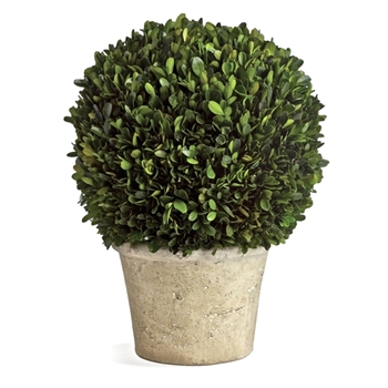 Boxwood Preserved Topiary Ball 16W/22H