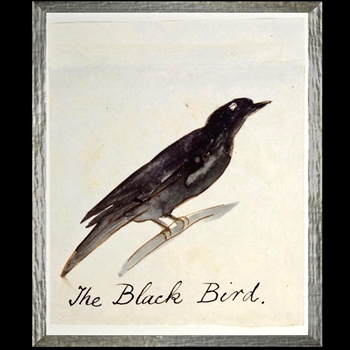 17W/21H Framed Print Lear Black Bird