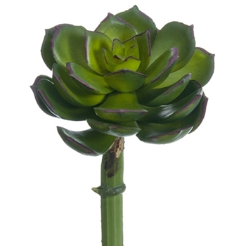 Succulent - Echeveria Green BU Mini 2.5X5H - CE8227-GR/PL