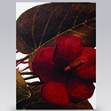 Card/Magnolia Red