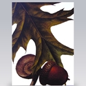 Card/Acorn & Oak