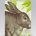 Card/Rabbit