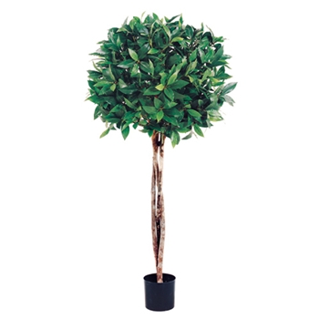 Bay Topiary Green Tree