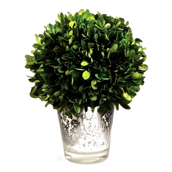 Boxwood Leaf Green Topiary (Preserved) 8in