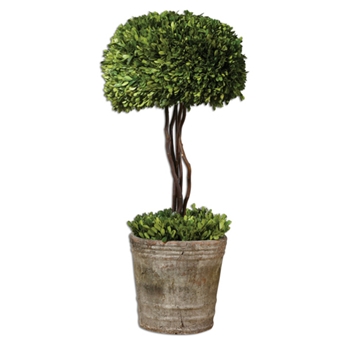 Boxwood Leaf Green Topiary (Preserved) 34in