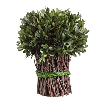 Boxwood Leaf Bunch (Preserved) 10in
