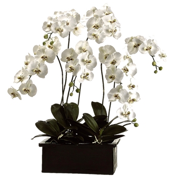 Phalaenopsis Orchid 42in