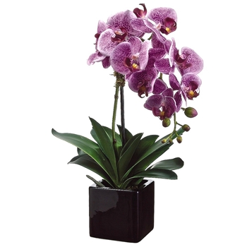 Phalaenopsis Orchid 20in