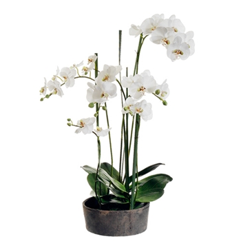 Phalaenopsis Orchid (Potted) 37in