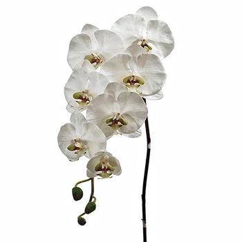 Phalaenopsis Orchid 45in