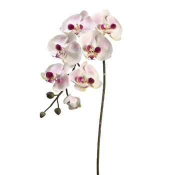Phalaenopsis Orchid 36in