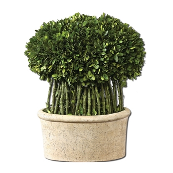 Boxwood Topiary 15in