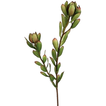 Leucadendron 24in