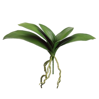 Phalaenopsis Leaf 14in