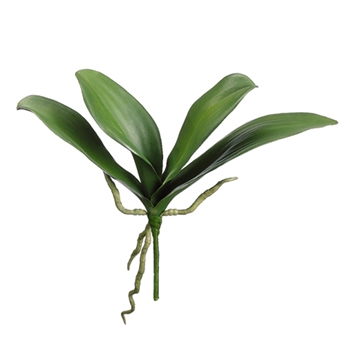 Phalaenopsis Leaf 12in