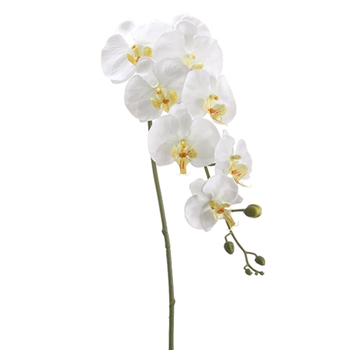 Phalaenopsis Orchid 40in