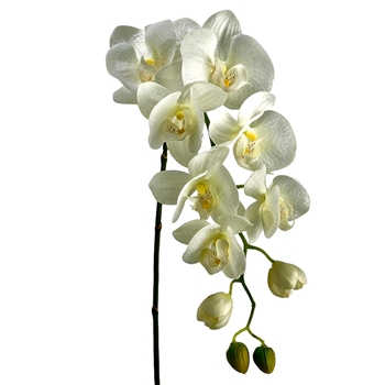 Phalaenopsis Orchid 31in