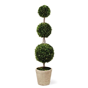 Boxwood Topiary (Preserved) 59in