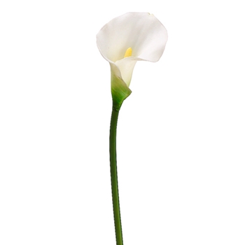 Calla Lily 21in