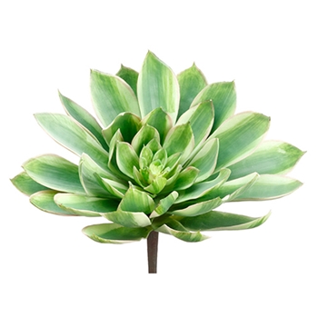 Chintz Company Decorative Furnishings Succulents Echeveria Succulent Gr Iv Variegated 13in 207509 Afc