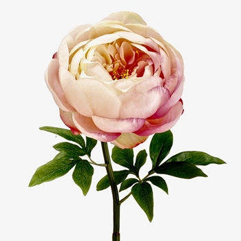 73. Salmon Peony 27in