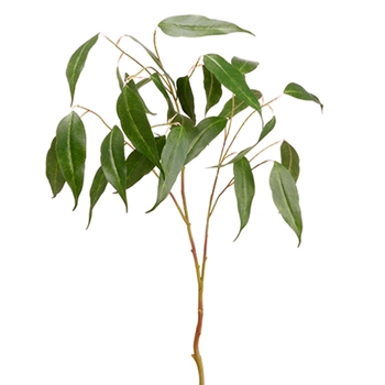 Eucalyptus Leaf 36in