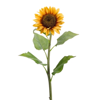 Sunflower 31in
